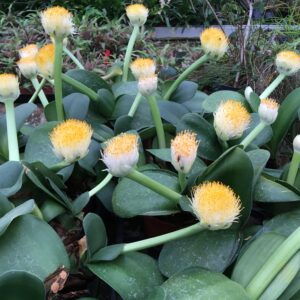 Haemanthus albifloss