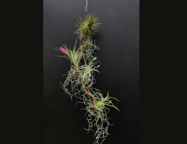 Arrangement Tillandsia-Holz