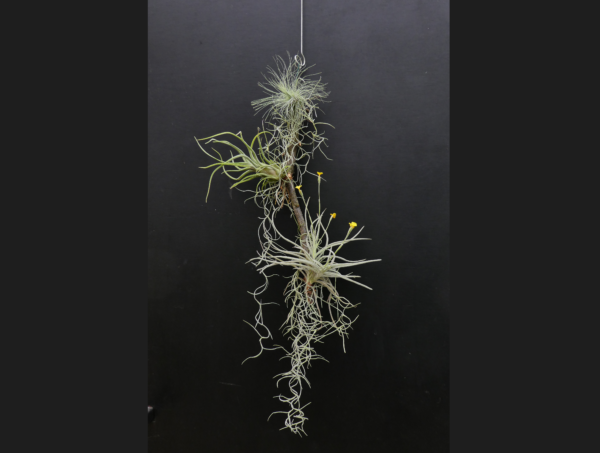 Arrangement Tillandsia-Holz – Bild 5