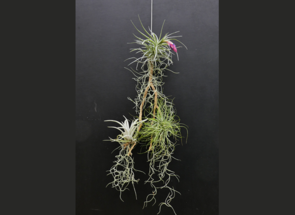 Arrangement Tillandsia-Holz – Bild 4