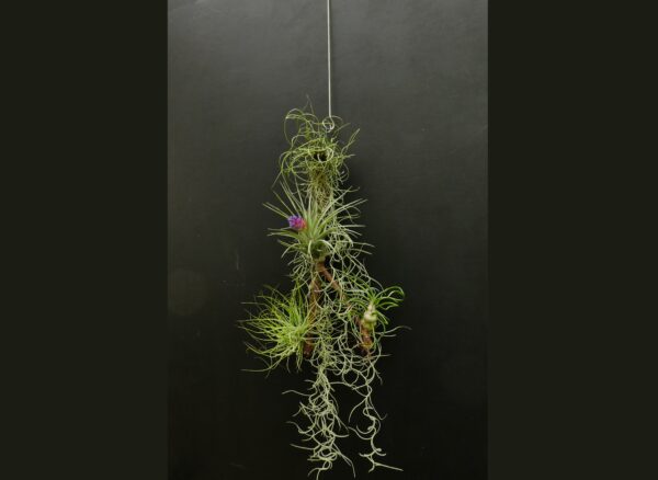 Arrangement Tillandsia-Holz – Bild 3