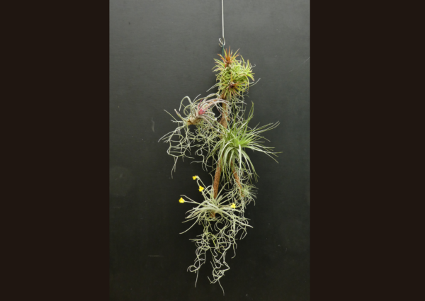 Arrangement Tillandsia-Holz – Bild 2