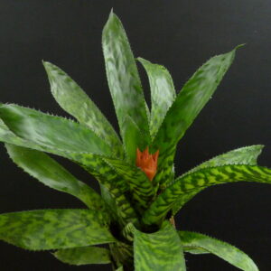 Aechmea orlandiana