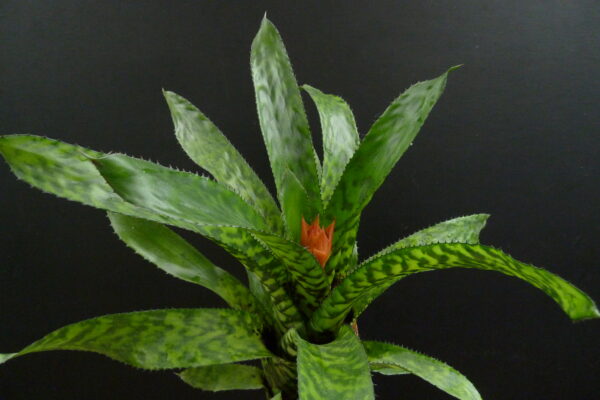 Aechmea orlandiana