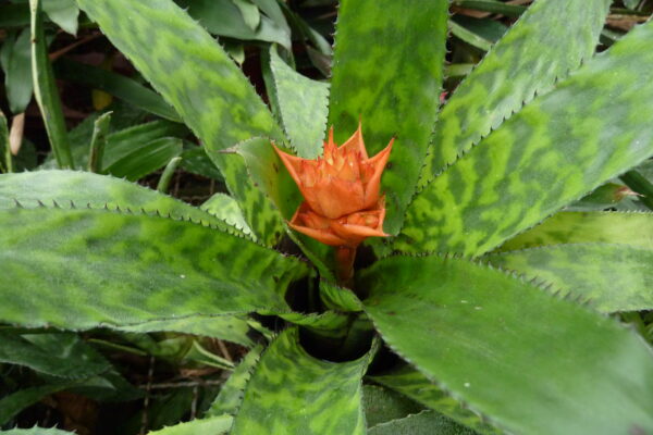Aechmea orlandiana – Bild 2