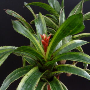 Aechmea orlandiana 'Ensign'