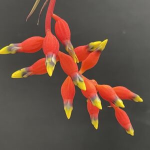 Aechmea racinae