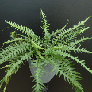 Asplenium x ebenoides (Dragontail Farn)