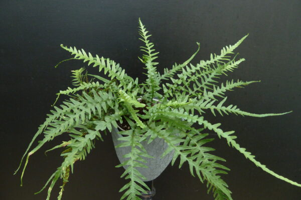 Asplenium x ebenoides (Dragontail Farn)