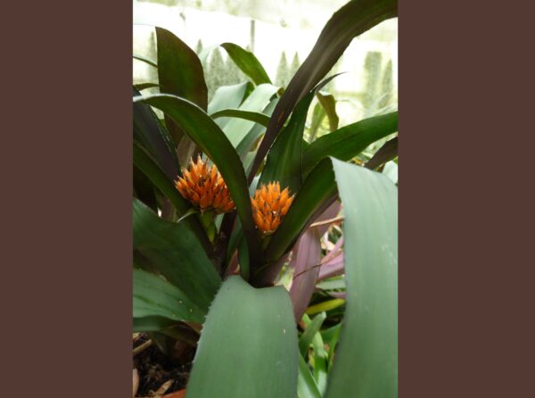Canistropsis burchelii