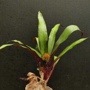 Canistropsis burchellii