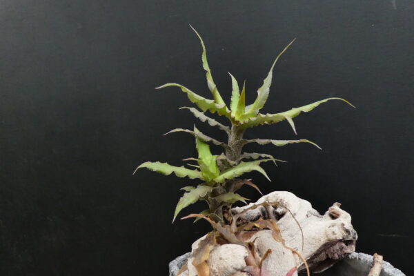Cryptanthus venecianus Hybride? (x bivittatus / x warren-loosei?)