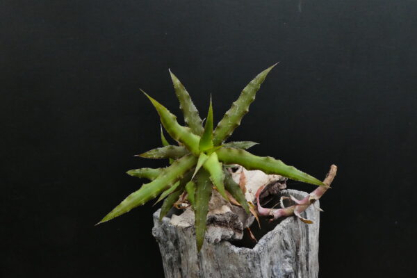 Cryptanthus venecianus Hybride? (x bivittatus / x warren-loosei?) – Bild 2