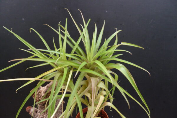 Guzmania angustifolia – Bild 3