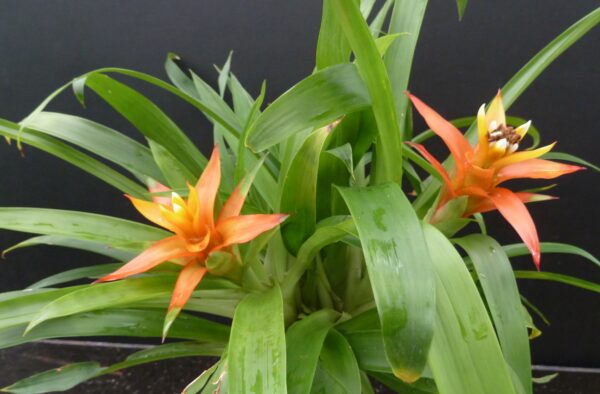 Guzmania lingulata var. minor – Bild 3