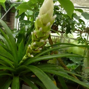 Guzmania monostachia Alba