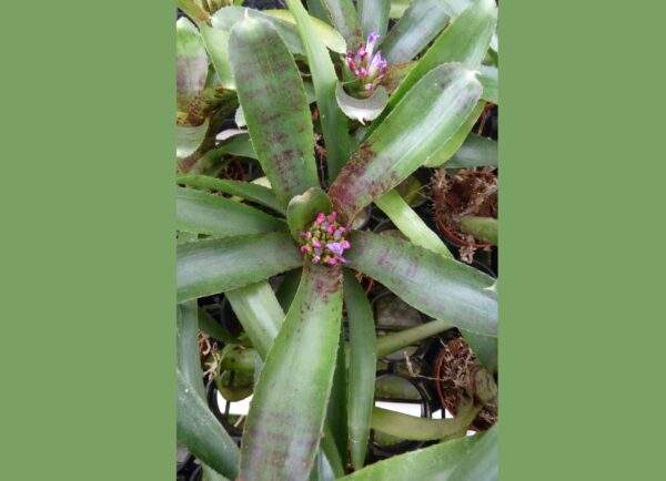 Neoregelia B43 – Bild 2