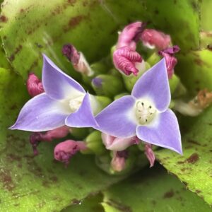 Neoregelia B43