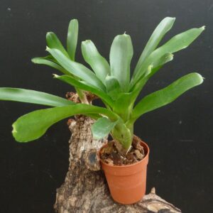 Neoregelia Narziss