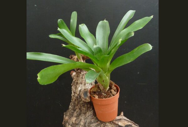 Neoregelia Narziss