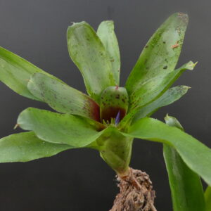 Neoregelia Narziss
