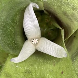 Neoregelia manier-lapostollei