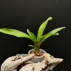 Neoregelia manier-lapostollei