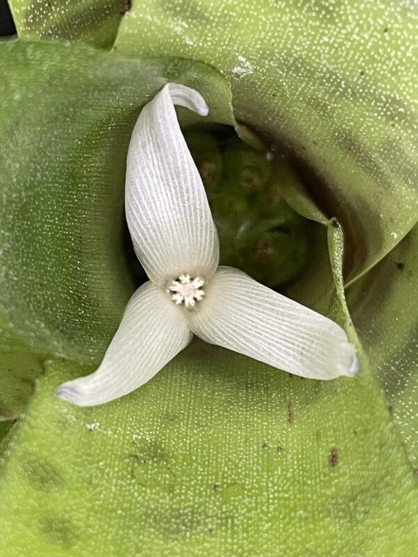 Neoregelia manier-lapostollei