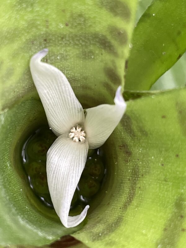 Neoregelia manier-lapostollei – Bild 4