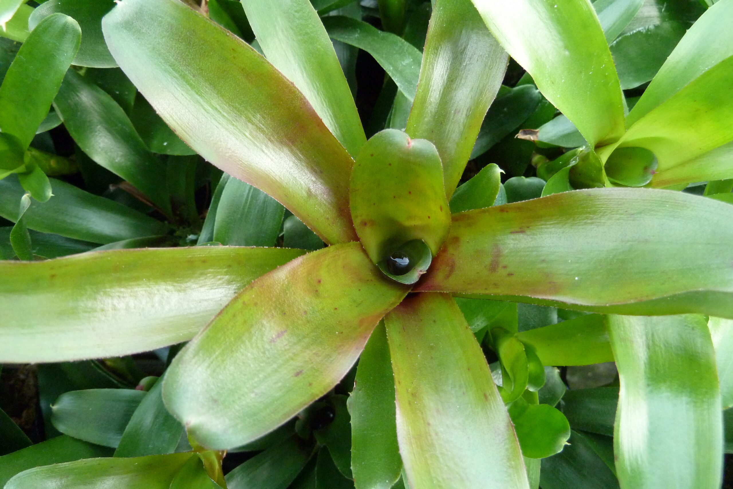 Neoregelia schultesiana Hawaii' | holm-orchideen.de