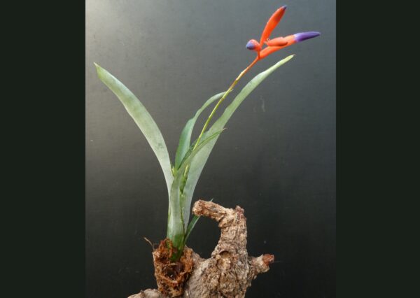 Quesnelia liboniana – Bild 2