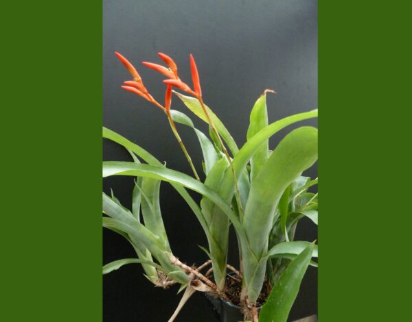 Quesnelia liboniana