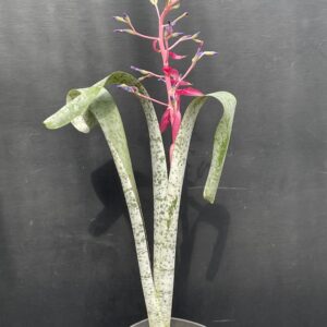 Quesnelia marmorata