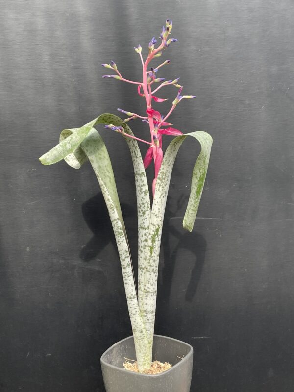 Quesnelia marmorata