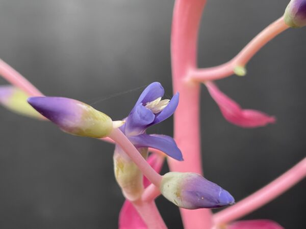 Quesnelia marmorata – Bild 2