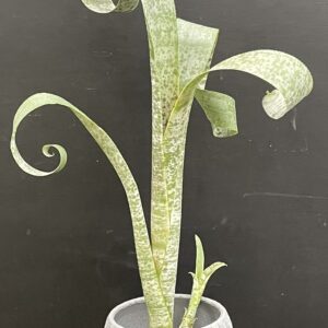 Quesnelia marmorata