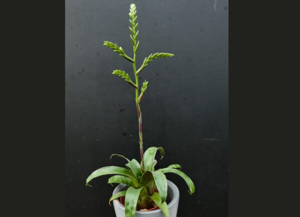 Racinaea spiculosa
