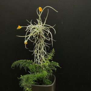 Arrangement Duft-Tillandsia "Golden Fragrance"