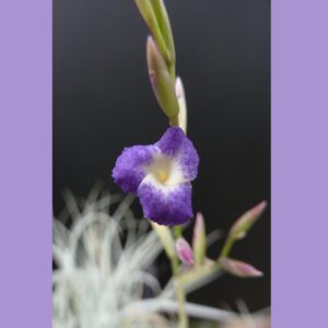 Tillandsia Holm's Capricorn