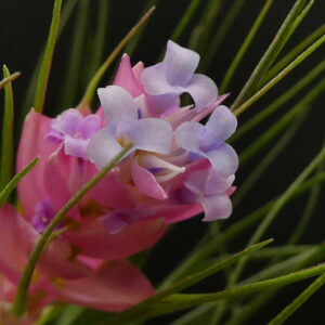 Tillandsia Holm's Maryrose