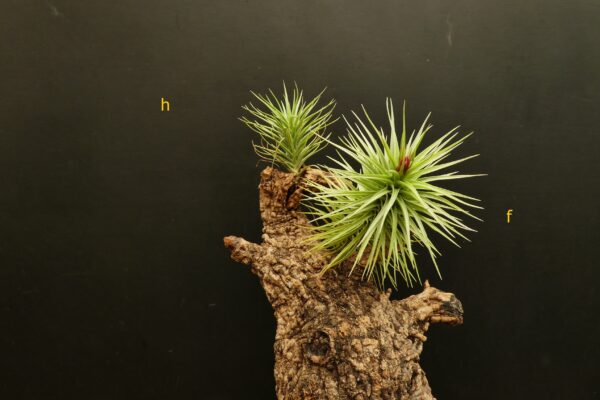 Tillandsia Holm's Sapphire Ten – Bild 3