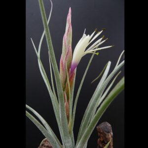 Tillandsia x Sesca