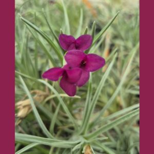 Tillandsia Holm's Alberanthos