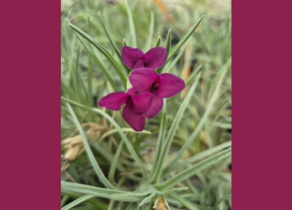 Tillandsia Holm's Alberanthos