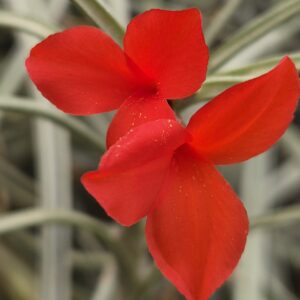 Tillandsia albertiana