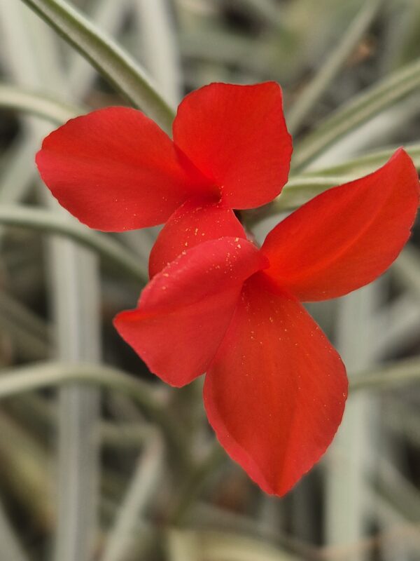Tillandsia albertiana