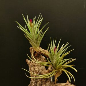 Tillandsia Holm's Alberose