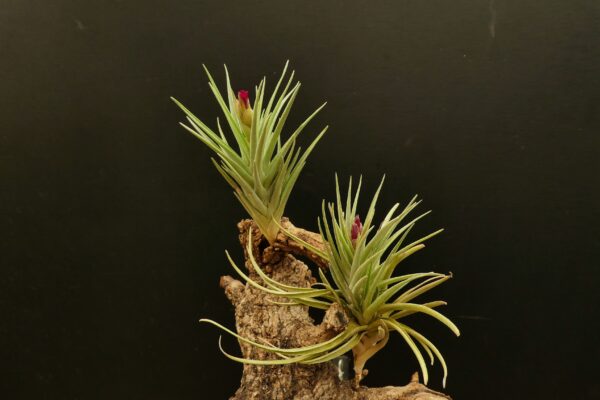 Tillandsia Holm's Alberose
