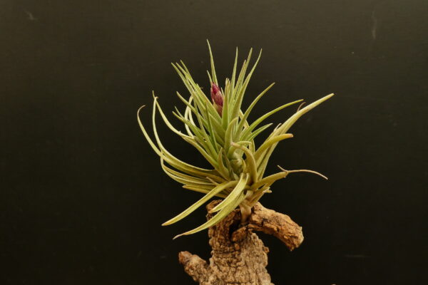 Tillandsia Holm's Alberose – Bild 4