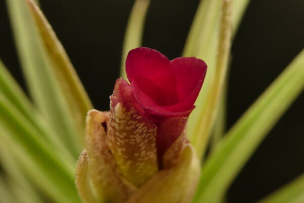 Tillandsia Holm's Alberose – Bild 5